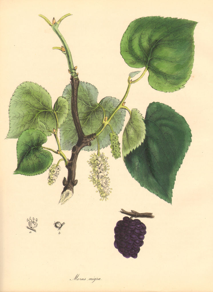 PLANTAE UTILIORES.The Common Mulberry Tree(Morus nigra) Hand colour.BURNETT 1842